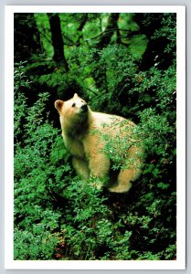 Animal~Elusive White Spirit Bear~British Columbia Canada Rainforest~Vtg Postcard