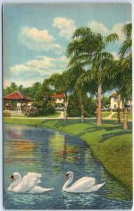 M-110094 Graceful Swans in a Florida Lake USA