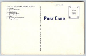 State Map~Texas Multi-View~Dalhart~Laredo~Pecos~Crockett~Cisco~Vintage Postcard