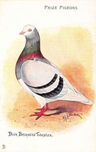 Raphael Tuck Prize Pigeons Blue Baldhead Tumbler Signed Chatterton Postcard