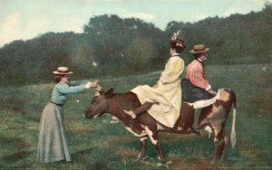Cartão postal vintage 1908 pasto de vaca verde gramado terrenos senhoras costas cavalgando mulheres-
