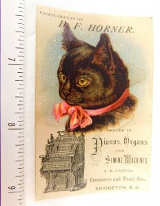 Adorable Cat B.F Horner Waters Pianos Organs Bridgeton, NJ Victorian Card #2 F50