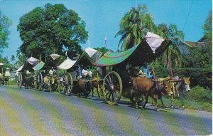 Singapore Bullock Carts Malacca