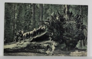 Mariposa Grove California The Fallen Monarch Horses Carriage Postcard S8