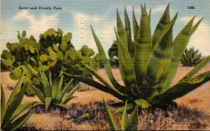 Cactus Sotol and Prickly Pear 1946