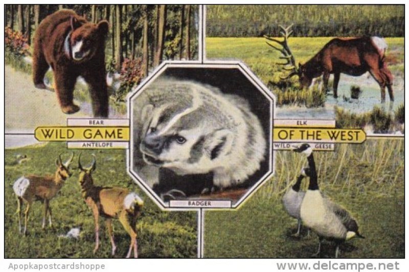 Wild Game Of The West Bear Elk Antelope and Wild Geese