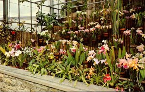 Ohio Cincinnati Eden Park Conservatory Orchid Display