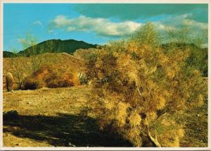 Smoke Trees On The Desert Arizona CA CO AZ c1982 Vintage Postcard D35