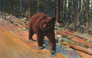 Vintage Postcard 1930's A Bear Hitch-Hiker in Yellowstone National Park Colorado