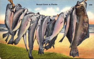 Fishing Record Catch In Florida