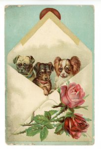 Envelope of Pups