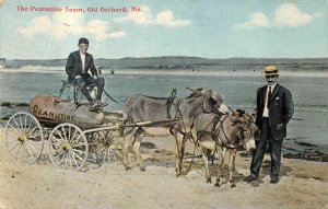 THE PEANUTINE TEAM OLD ORCHARD MAINE ADVERTISING POSTCARD 1911