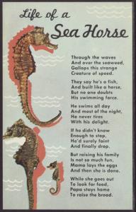 Life of a Sea Horse Postcard