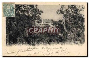 Old Postcard School of Esterel view through the cork oaks