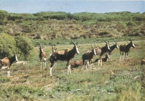 Animals. Bontebok, possing for the camera modern South Africa photo postcard