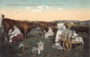 A099 Germany 1909 Hofgut Fronhof Reichelsheim i O Milking the Cows Can postcard