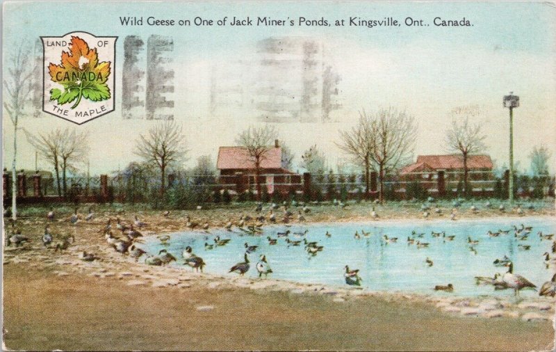 Wild Geese Jack Miner's Pond Kingsville Ontario ON Birds Maple Postcard H51