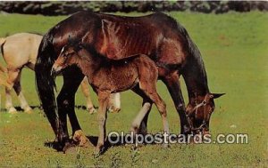 Proud Colt Free Lance Photographers Guild, Inc Unused 