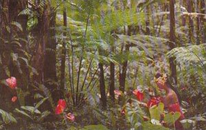 Hawaii Honolulu Anthuriums Giant Tree Ferns Wild Bananas and Ohia Trees 1974