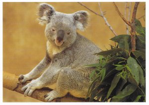 US Exotic Wildlife  Unused - Koala.  Beautiful.