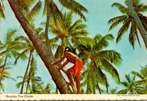 Hawaii Hawaiian Coconut Tree Climber