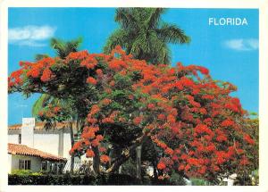 B32308 Florida Royal Poinciana flame tree   usa