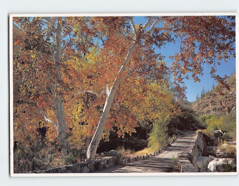 Postcard Second Bridge Sabino Canyon Arizona USA