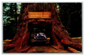 Vintage 1960's RPPC Postcard Car Thru Chandelier Tree Redwood Hwy California