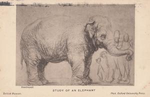 Study Of An Elephant London British Museum Rembrandt Antique Postcard