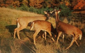 Little Dears Deers Send Greetings Postcard