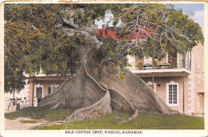 Silk Cotton Tree Nassau in the Bahamas Unused 