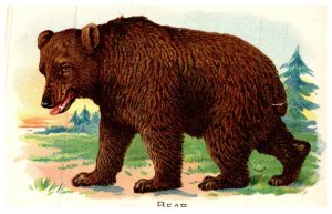 Brown  Bear