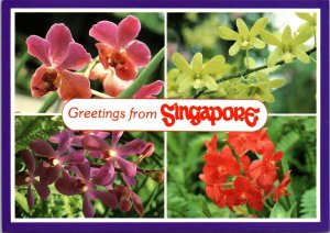 Greetings from Singapore exotic orchid hybrids Postcard