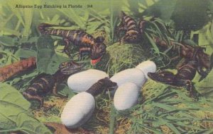 Florida Miami Alligator Egg Hatching In Florida