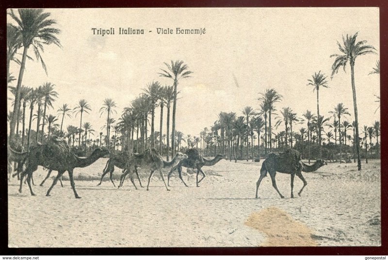 dc1200 - LIBYA Tripoli 1910s Italy Colonies. Viale Hamamje. Camels