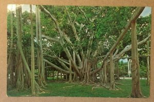 VINTAGE UNUSED POSTCARD  BANYAN TREE FORT MYERS FLA