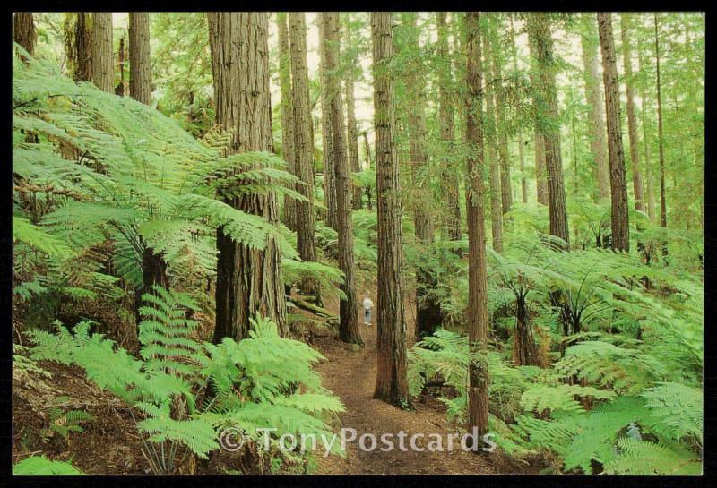 Whakarewarewa Forest Park