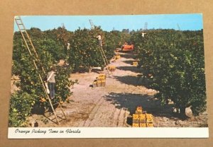 VINTAGE 1980 USED  POSTCARD  - ORANGE PICKING TIME IN FLORIDA