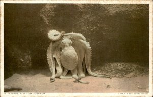 New York City NY New York Aquarium Octopus Vintage Postcard