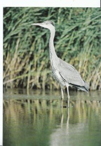 Animal Postcard - Birds - Grey Heron - Ardea Cinerea   U2225