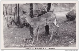 RP: Wite-Tailed - Fawn deer , GORE BAY , Manitoulin Island , Ontario , Canada...