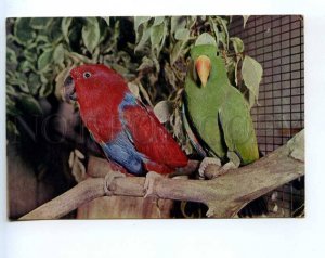 241477 UK Bird Bourton-on-the-Water ZOO Eclectus Parrots RPPC