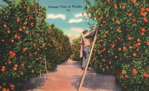 Vintage Postcard Orange Time in Florida Fragrant Blossoms Delicate White Petals