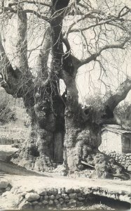 Syria Antioch photographic postcard tree