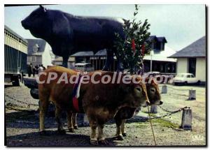 Postcard Old Laguiole Aveyron Oxen Easter