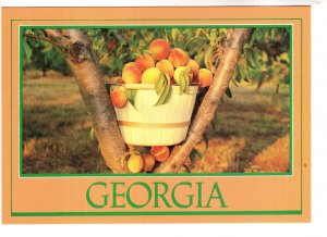 Basket of Peaches in a Tree,  A Peachy Place to Be, Georgia