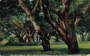 USA Beautiful California Oaks in Hotel Del Monte Grounds Vintage Postcard 07.86