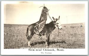 CHINOOK MT EXAGGERATED HOPPER RIDING DONKEY VINTAGE REAL PHOTO POSTCARD RPPC