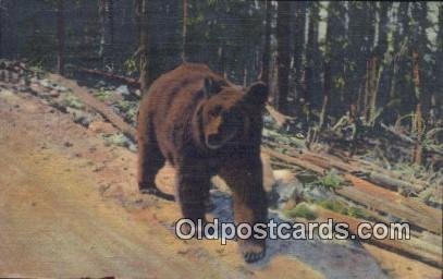 Bear 1952 