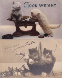 Cats On Weighing Kitchen Scales Real Photo Old Cat Postcard